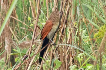 Lesser Coucal ネパール Mon, 11/20/2023