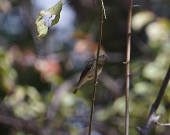 Narcissus Flycatcher 猪名川公園 Sat, 10/13/2018