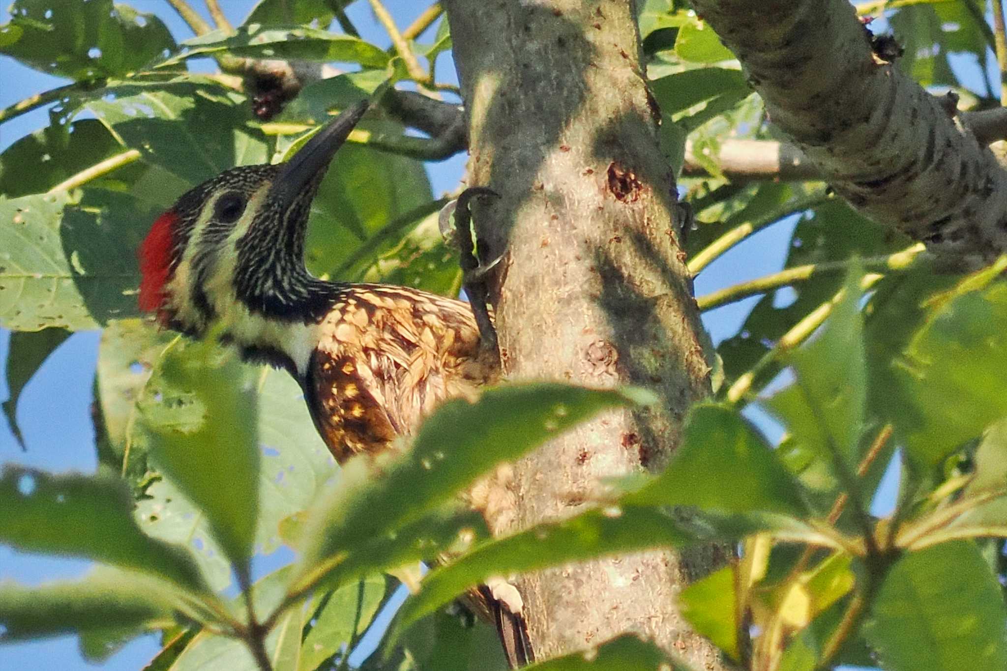 Photo of Black-rumped Flameback at ネパール by 藤原奏冥