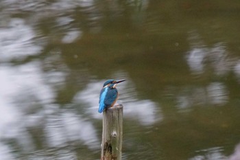 カワセミ 日比谷公園 2023年12月1日(金)