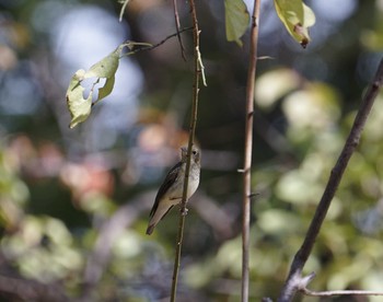 Narcissus Flycatcher 猪名川公園 Sat, 10/13/2018