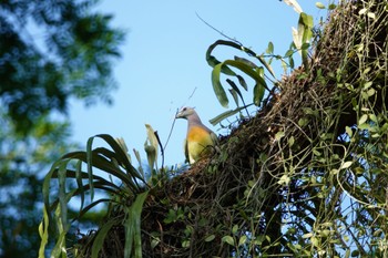 コアオバト Sungei Buloh Wetland Reserve 2023年3月16日(木)