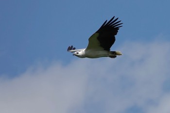 シロハラウミワシ Sungei Buloh Wetland Reserve 2023年3月16日(木)