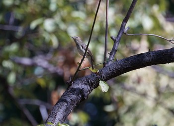 Narcissus Flycatcher 猪名川公園 Sat, 10/13/2018