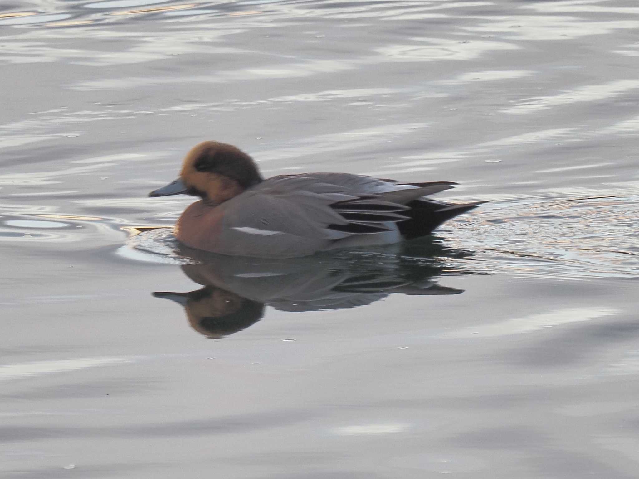 Eurasian Teal