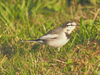 White Wagtail 笠松みなと公園 Fri, 12/1/2023