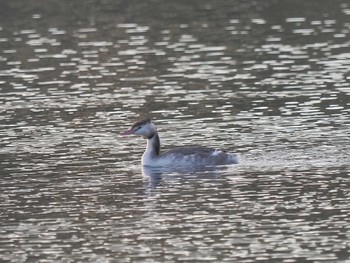 Great Crested Grebe 笠松みなと公園 Fri, 12/1/2023