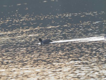 Eurasian Coot 笠松みなと公園 Fri, 12/1/2023