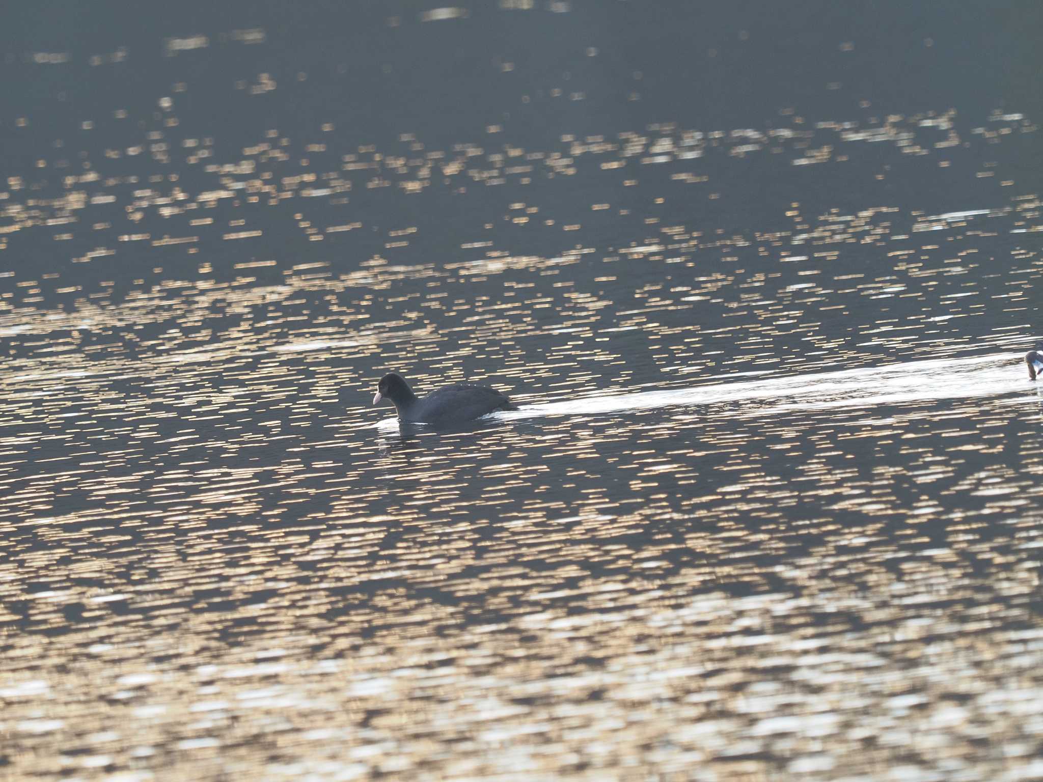 Eurasian Coot