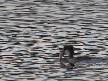 Smew 笠松みなと公園 Fri, 12/1/2023