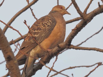 Oriental Turtle Dove 笠松みなと公園 Fri, 12/1/2023