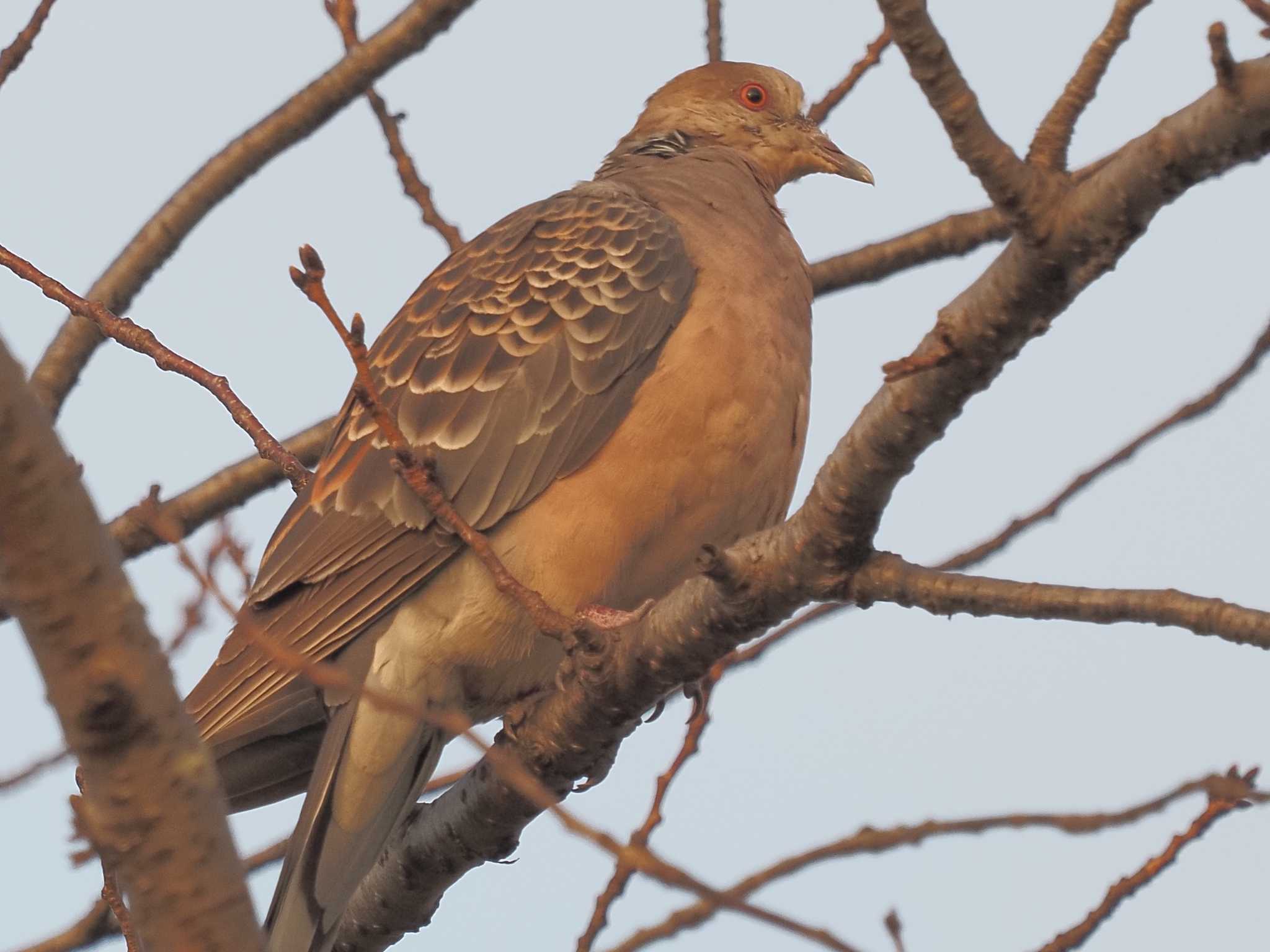 Oriental Turtle Dove