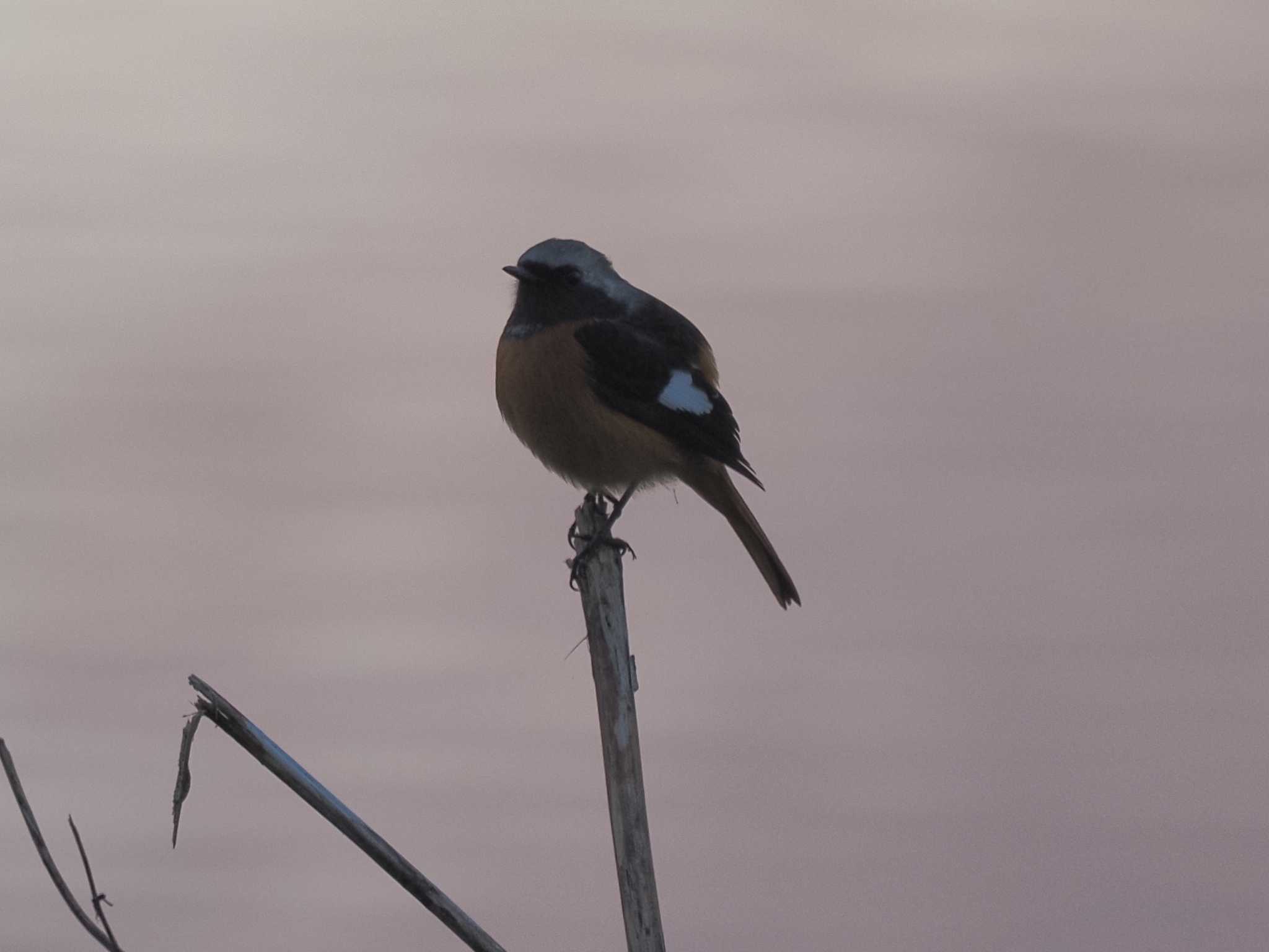 Daurian Redstart