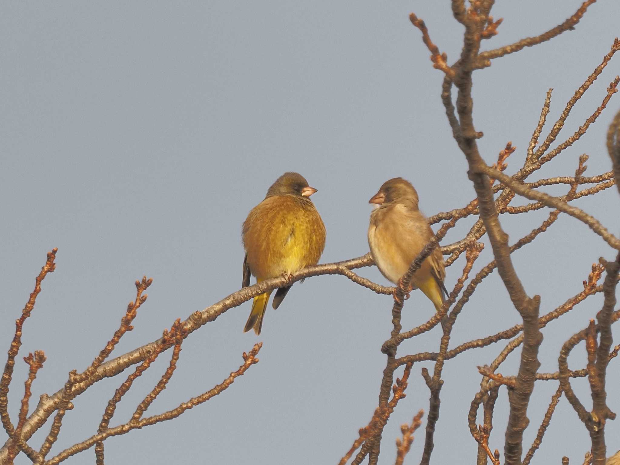 Grey-capped Greenfinch