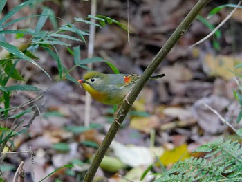 ソウシチョウ 横浜市立金沢自然公園 2023年12月1日(金)