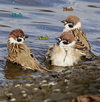 Eurasian Tree Sparrow Unknown Spots Unknown Date