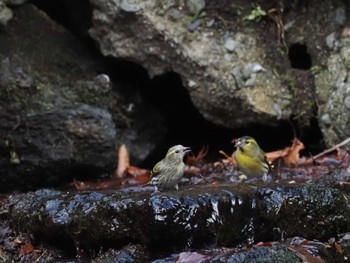 Eurasian Siskin 大洞の水場 Sat, 11/25/2023