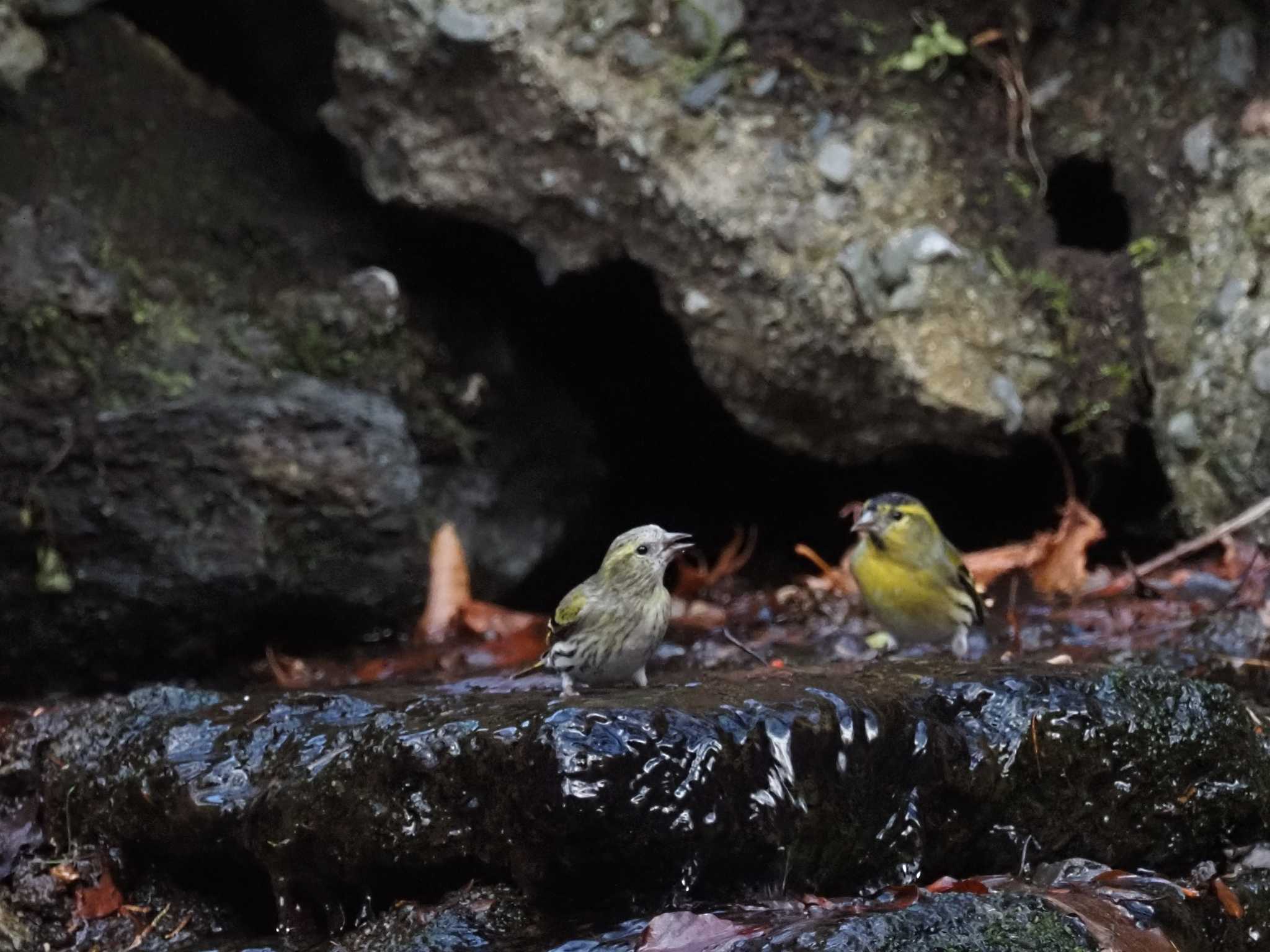 Photo of Eurasian Siskin at 大洞の水場 by とみた