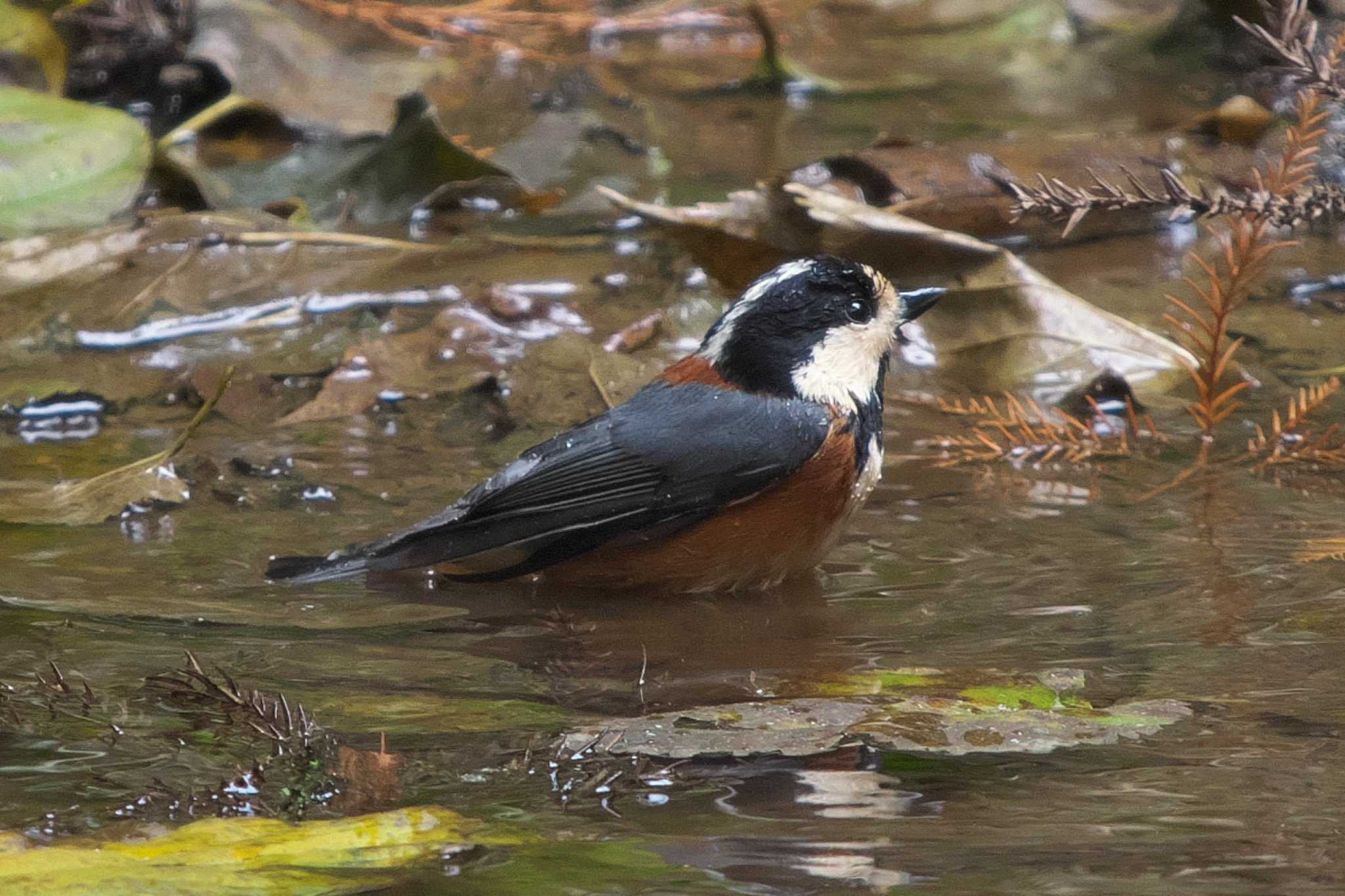 Photo of Varied Tit at 多摩森林科学園 by Y. Watanabe