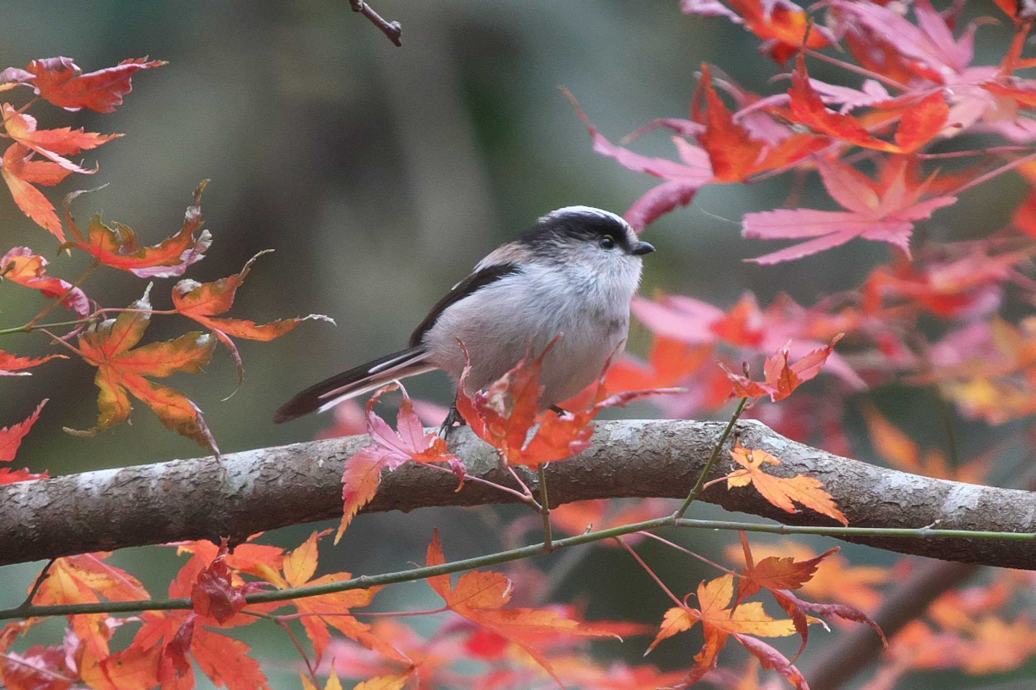 Long-tailed Tit