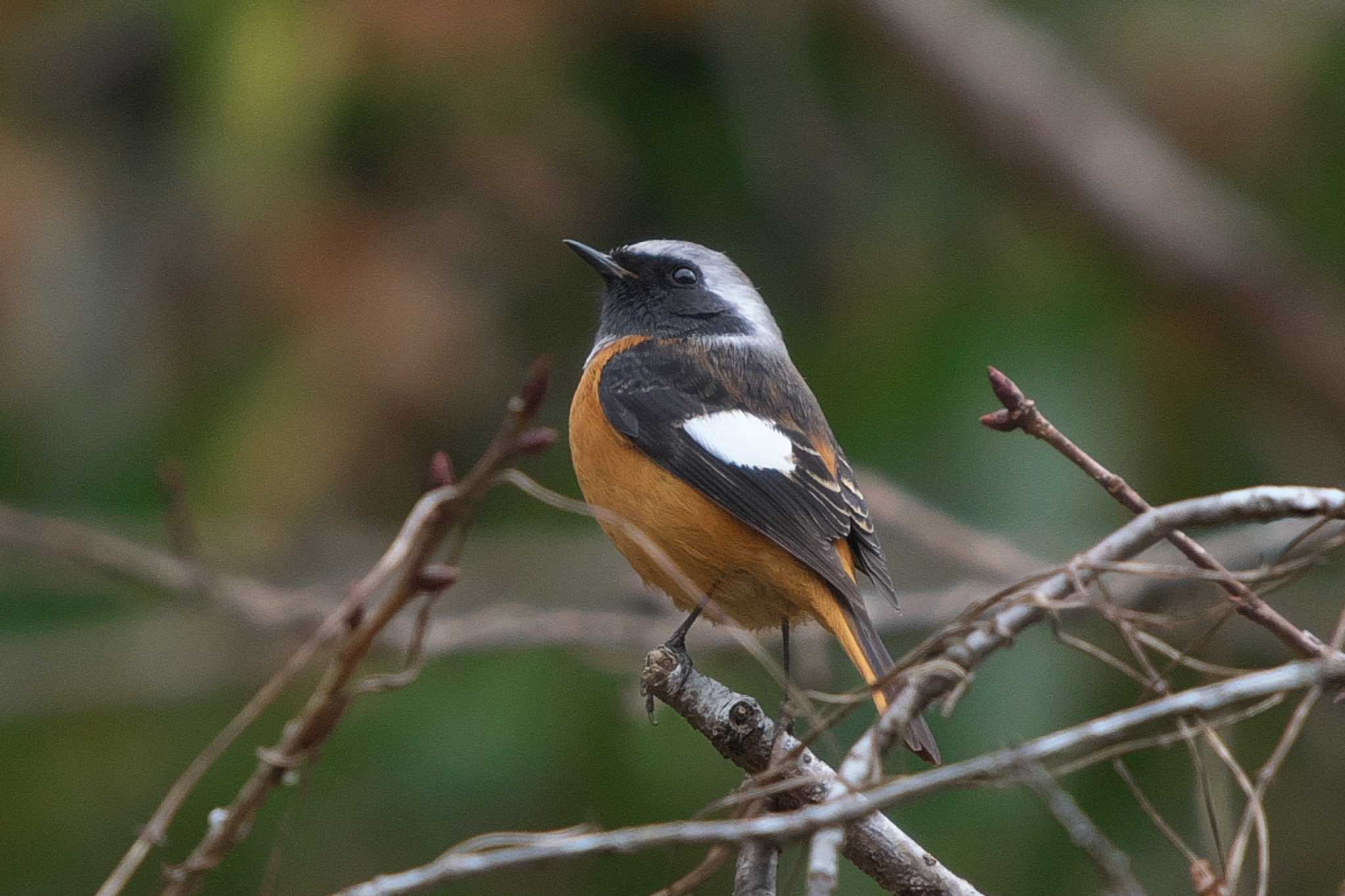 Daurian Redstart