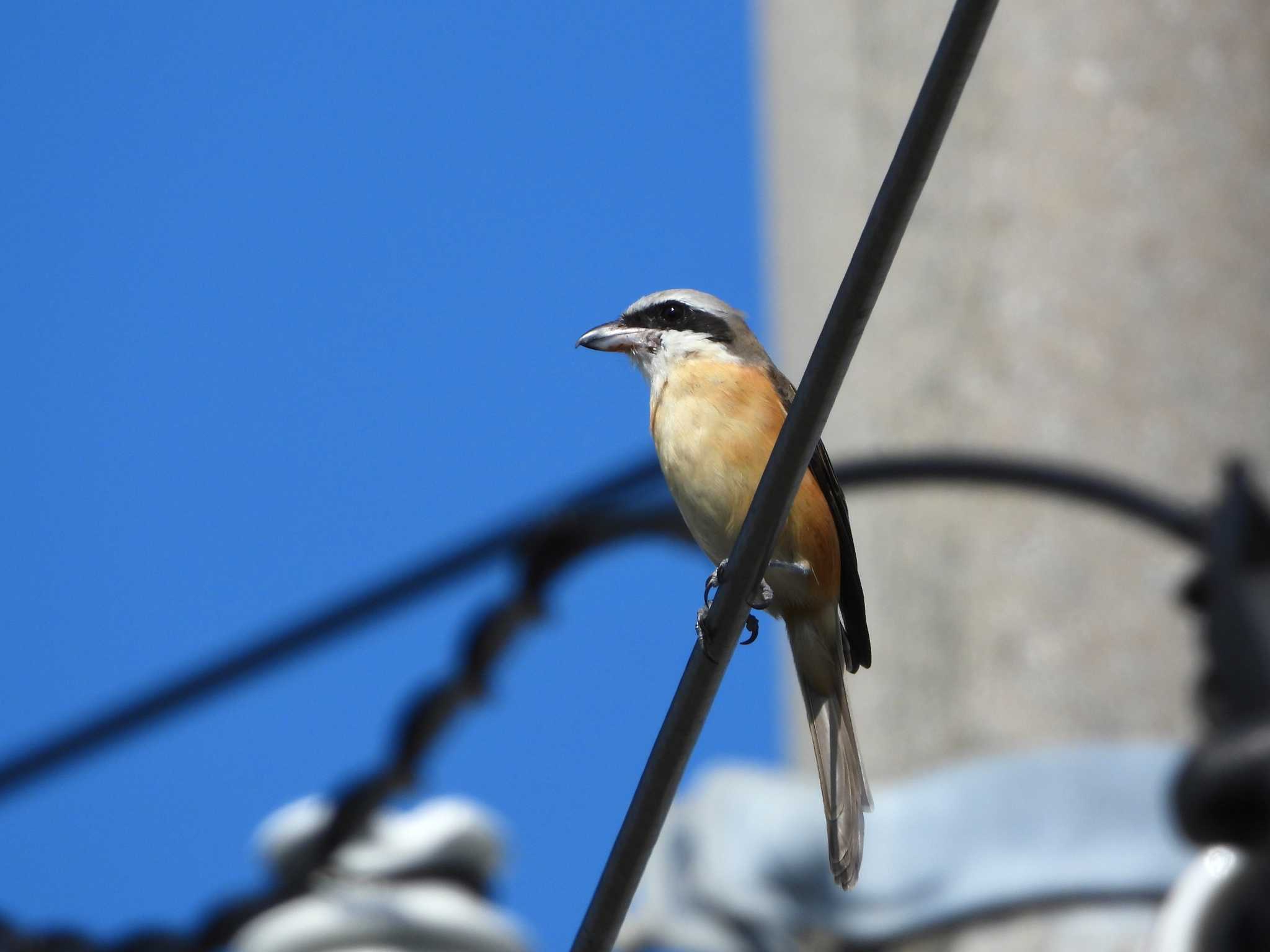 Photo of Brown Shrike(lucionensis) at Ishigaki Island by ｱ