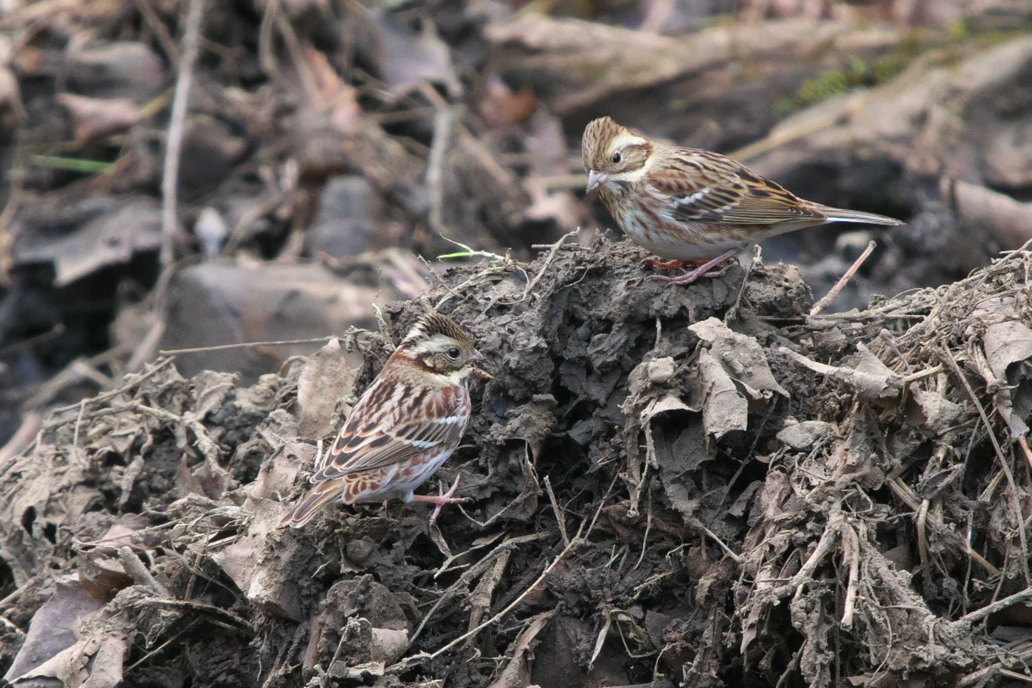 Photo of Rustic Bunting at 多摩森林科学園 by Y. Watanabe