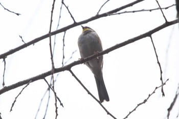 2023年12月1日(金) 多摩森林科学園の野鳥観察記録