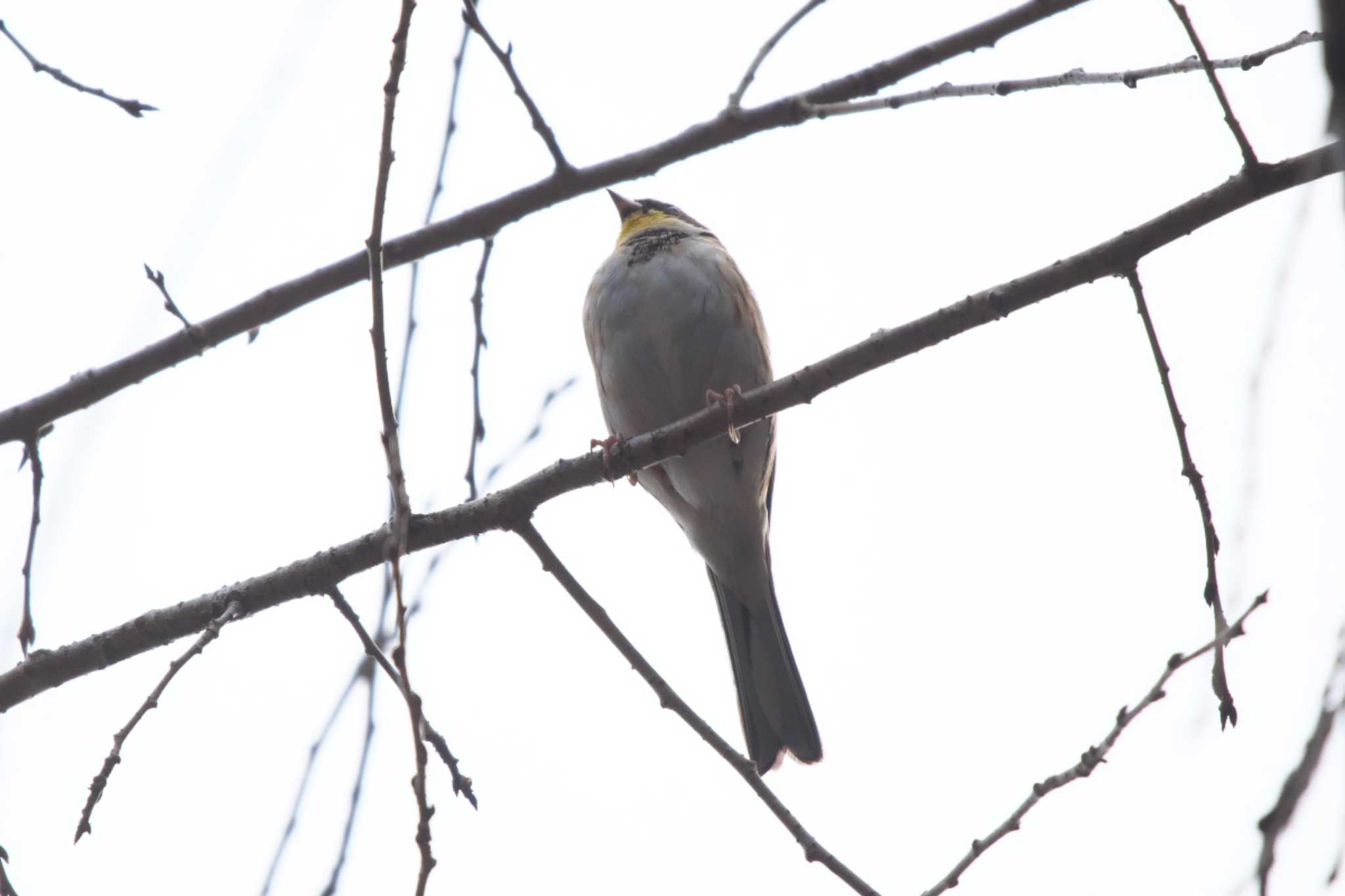 Yellow-throated Bunting