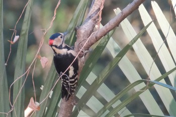 Great Spotted Woodpecker 荒川大麻生公園 Sat, 11/25/2023