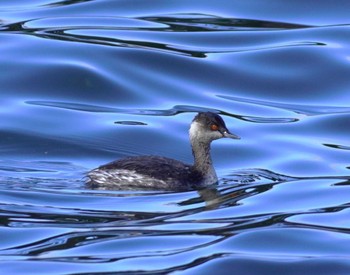 ハジロカイツブリ 湖山池(鳥取市) 2023年11月25日(土)