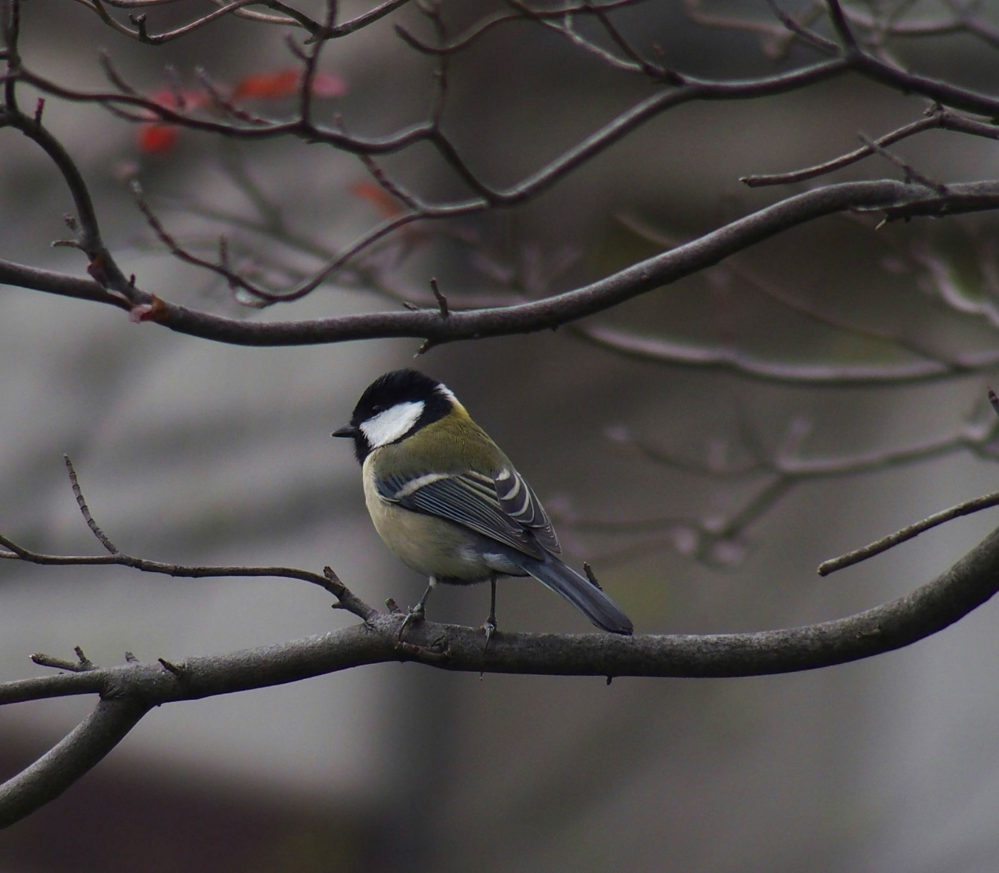 Japanese Tit