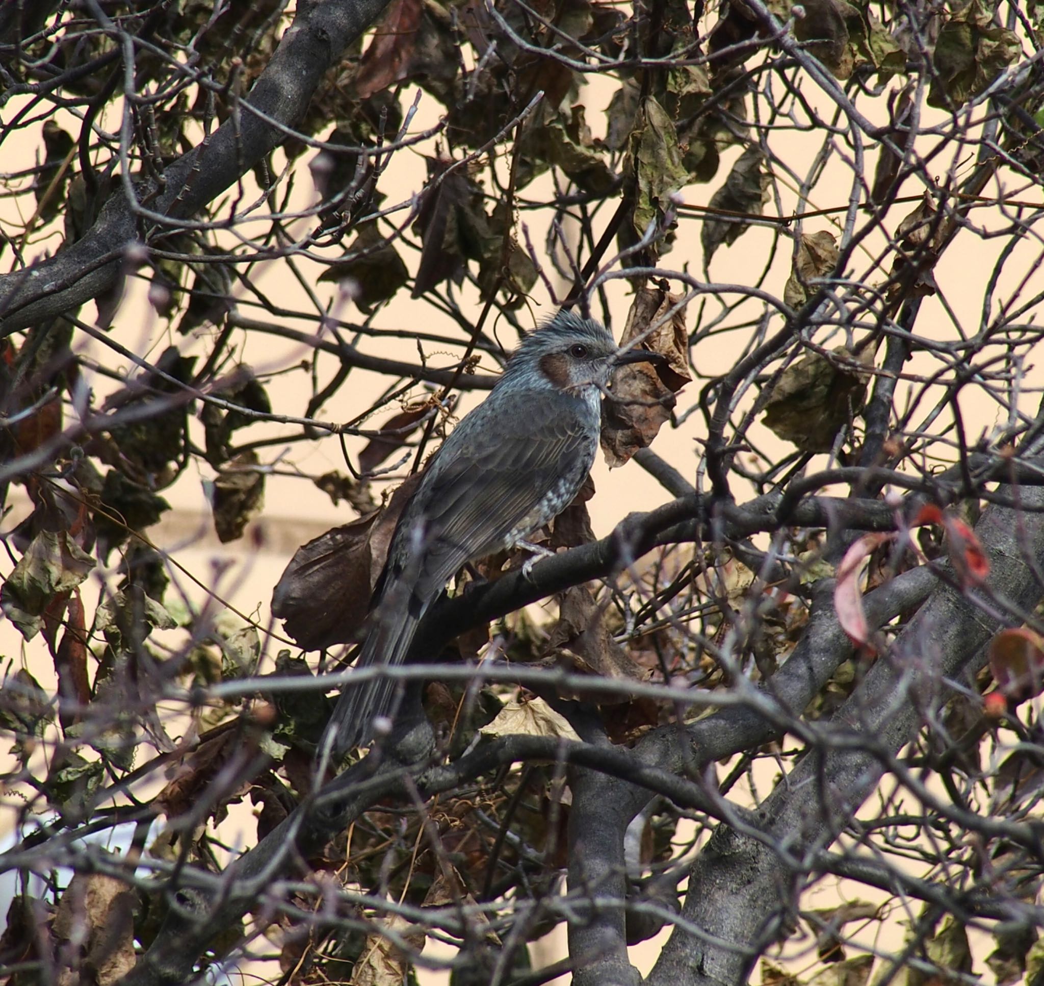 Brown-eared Bulbul