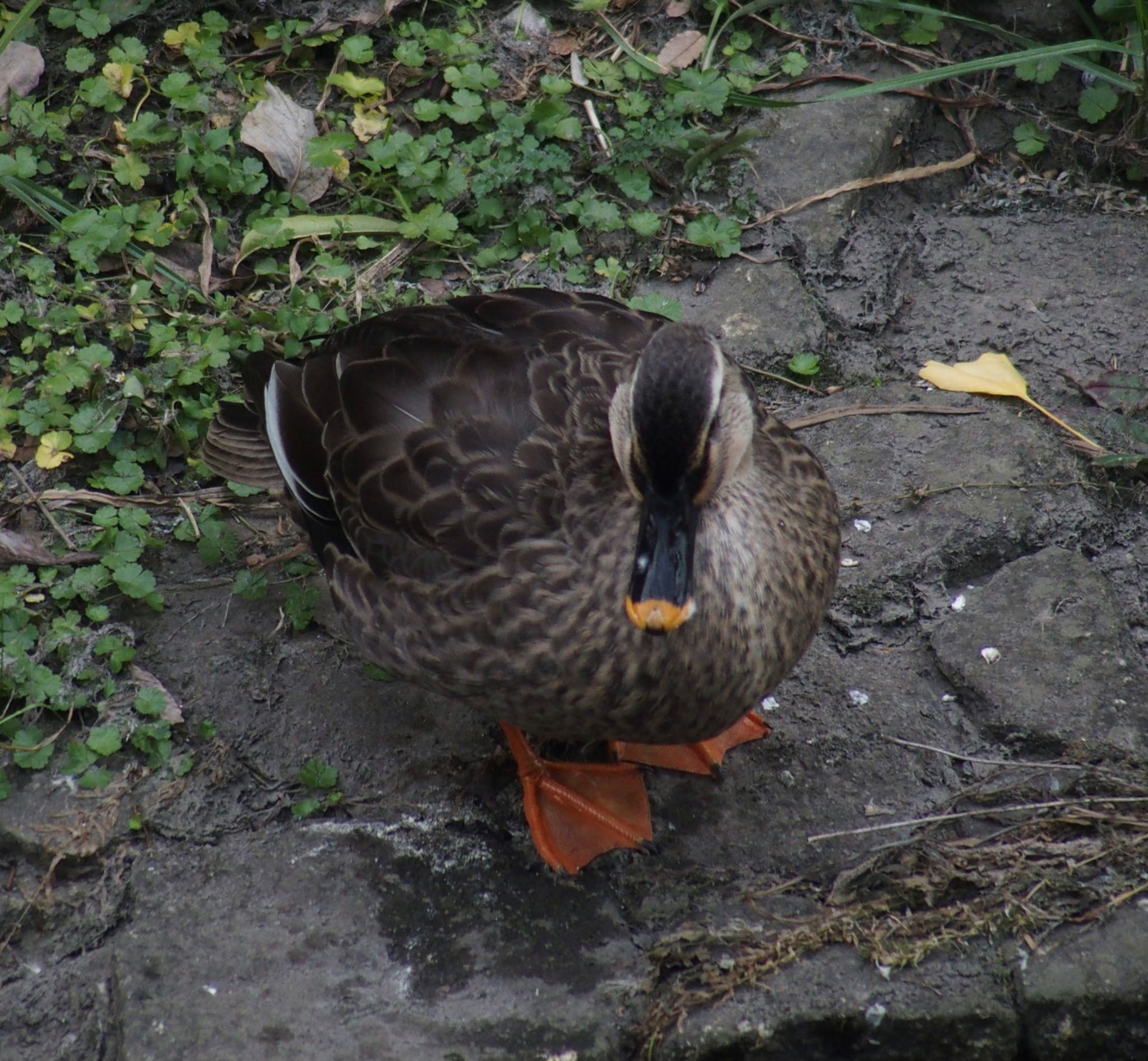 Eastern Spot-billed Duck