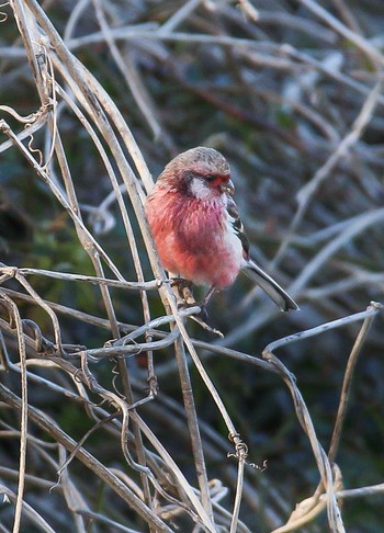 2023年9月14日(木) 西川の野鳥観察記録