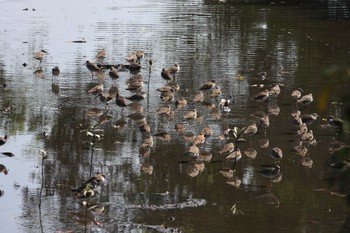 アカアシシギ Sungei Buloh Wetland Reserve 2023年3月16日(木)