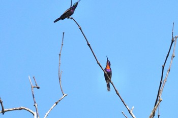 ノドアカタイヨウチョウ Sungei Buloh Wetland Reserve 2023年3月16日(木)