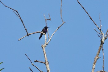 ノドアカタイヨウチョウ Sungei Buloh Wetland Reserve 2023年3月16日(木)