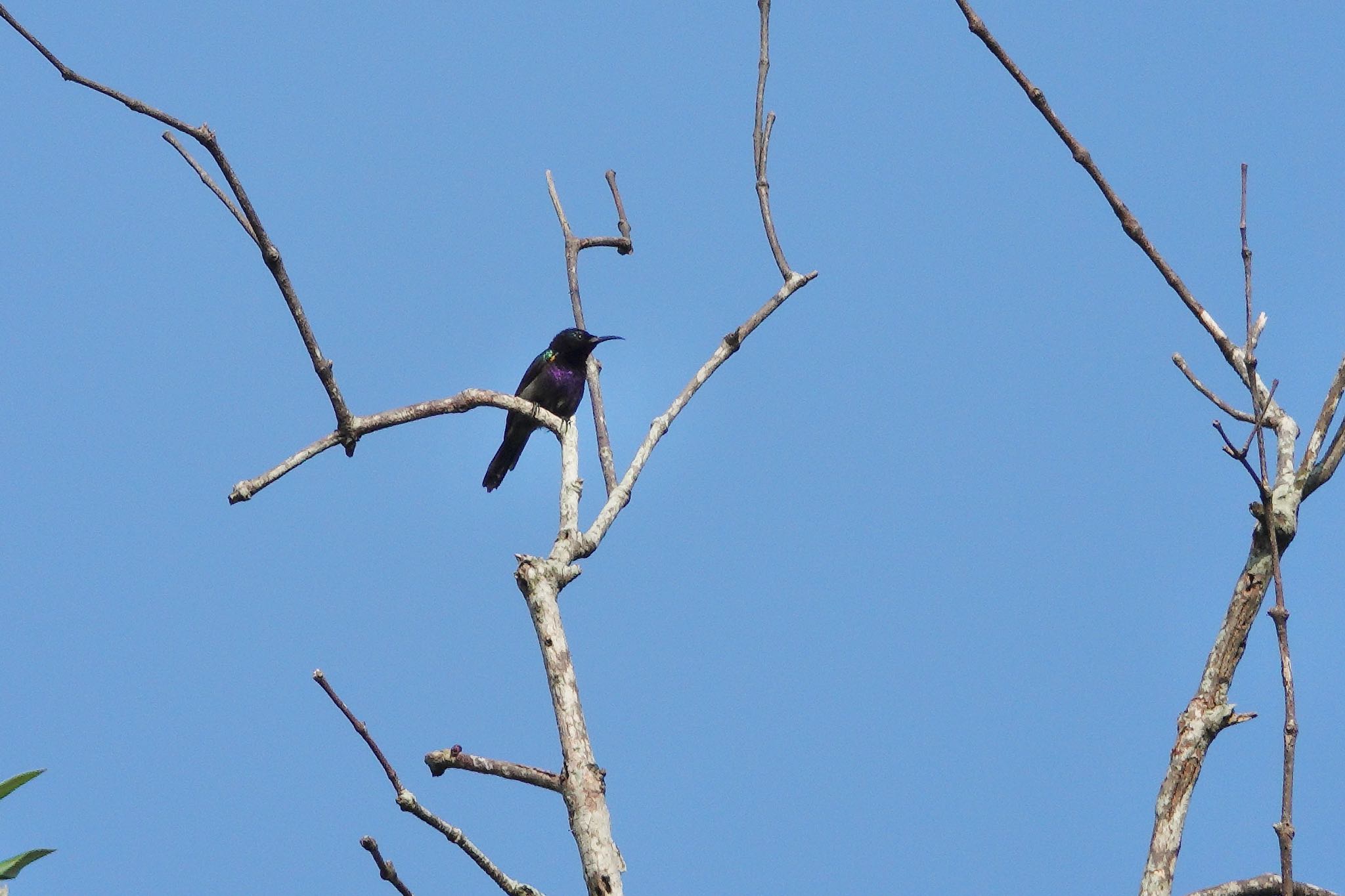 Sungei Buloh Wetland Reserve ノドアカタイヨウチョウの写真 by のどか