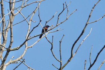 ノドアカタイヨウチョウ Sungei Buloh Wetland Reserve 2023年3月16日(木)