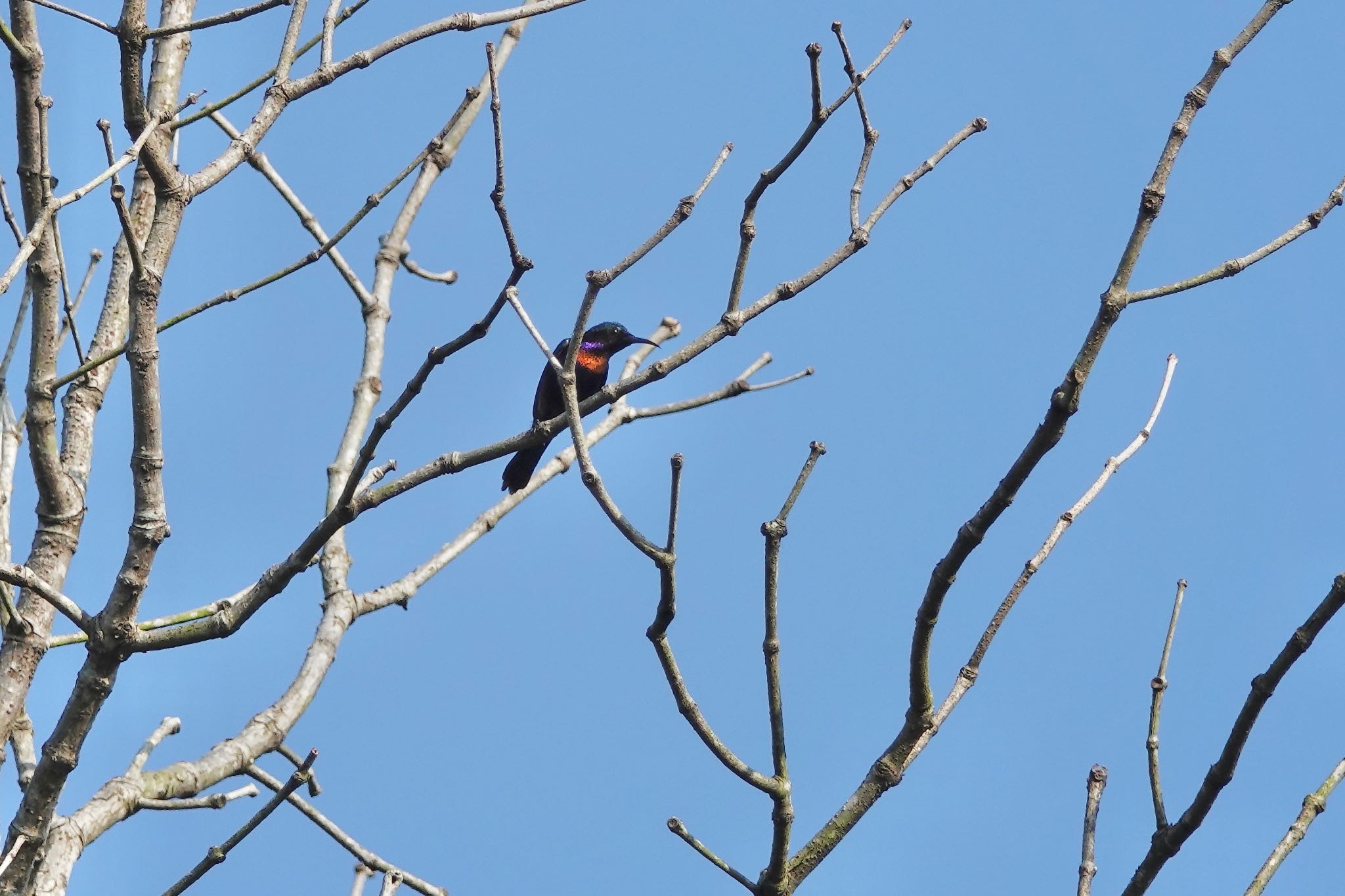 Copper-throated Sunbird