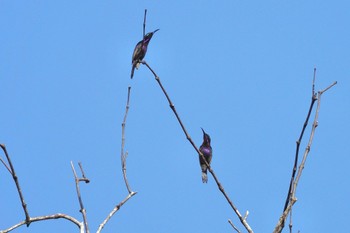 Copper-throated Sunbird Sungei Buloh Wetland Reserve Thu, 3/16/2023