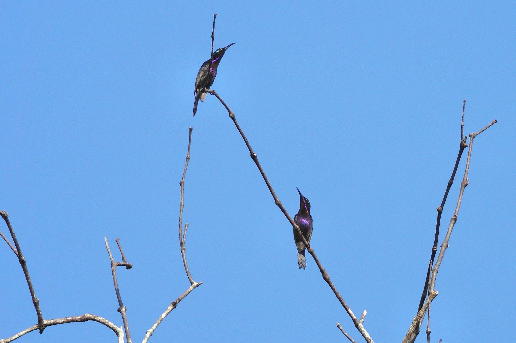 Sungei Buloh Wetland Reserve ノドアカタイヨウチョウの写真 by のどか