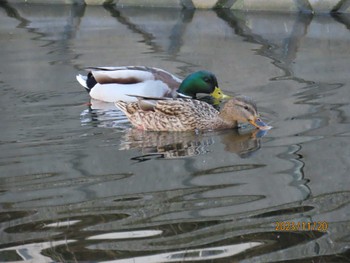 マガモ 仙台堀川公園(江東区) 2023年11月20日(月)