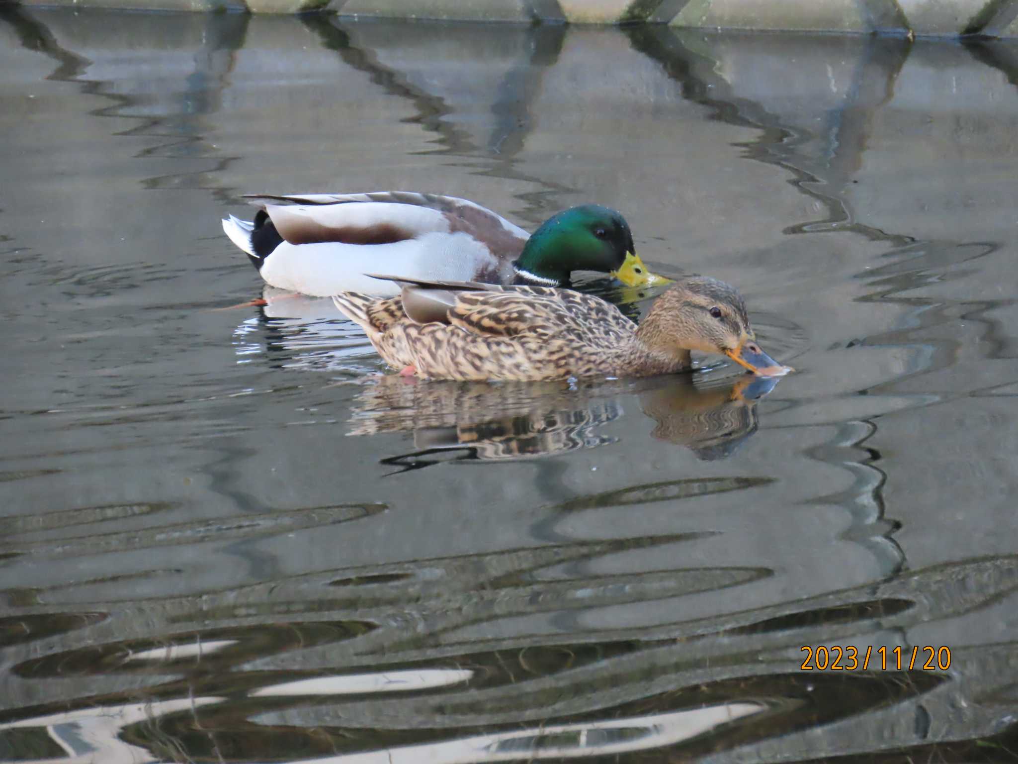 仙台堀川公園(江東区) マガモの写真 by チョコレート