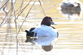 Common Pochard 菅生沼 Fri, 12/1/2023