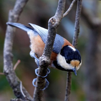 Sun, 12/20/2015 Birding report at 岐阜公園