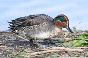 Eurasian Teal 菅生沼 Fri, 12/1/2023