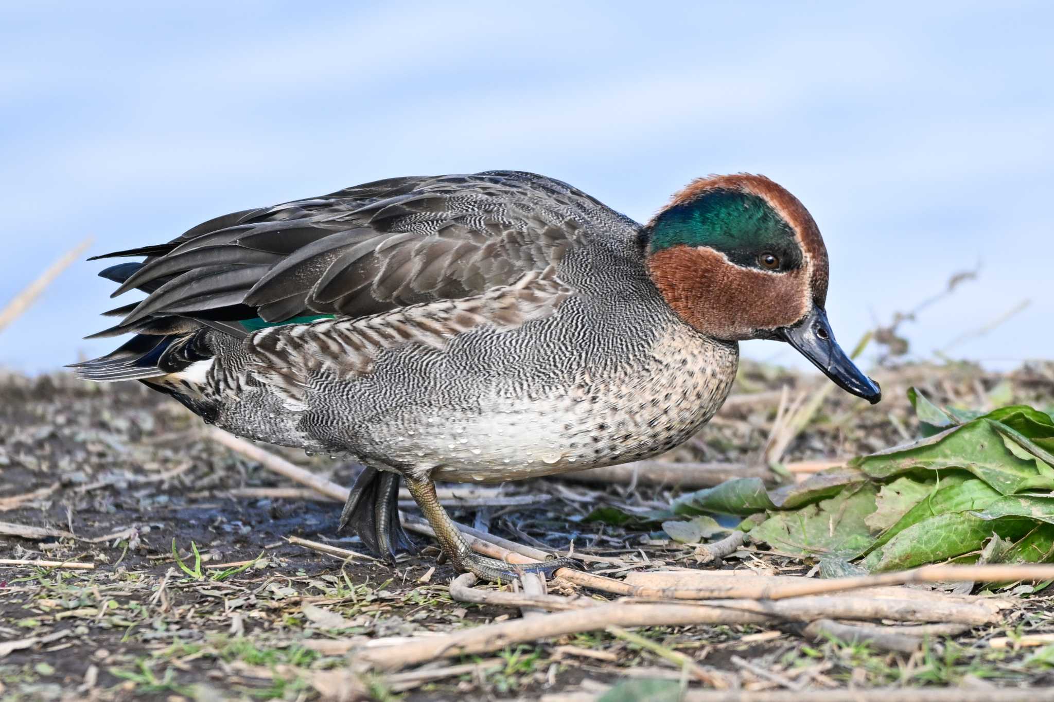 Eurasian Teal