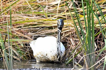 Fri, 12/1/2023 Birding report at 菅生沼